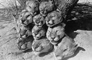 Photo of severed heads of 11 cougars killed by Wildlife Services