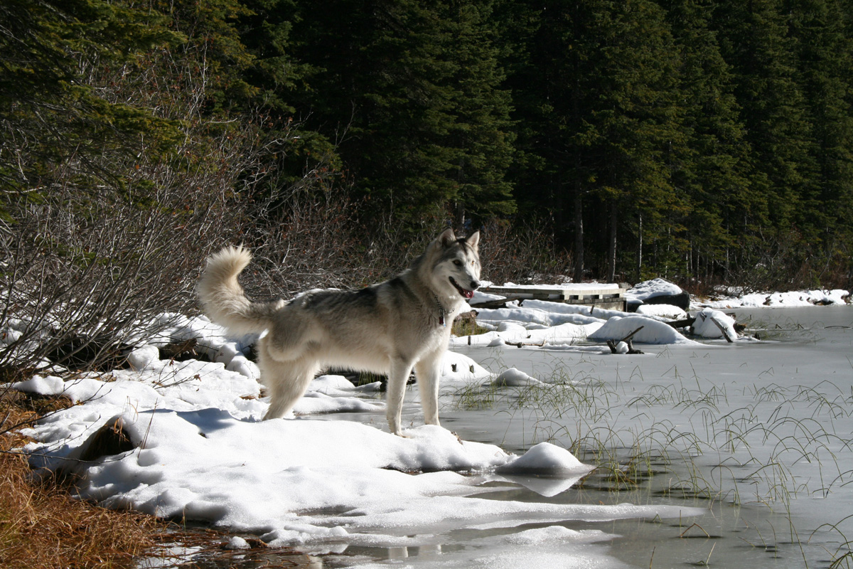 Photo of Bella at Spruce Lake