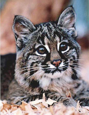 Photo of bobcat kitten