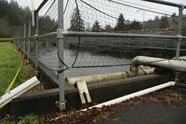 Photo of fish hatchery where Fritz died in trap