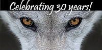 Wolf photo link to 30th anniversary webpage
