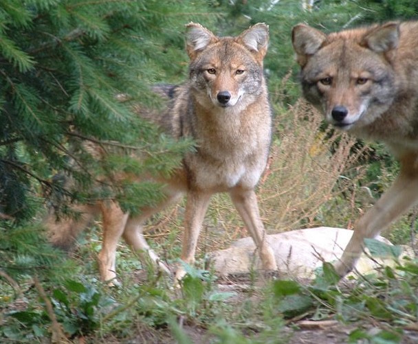 Photo of eastern coyotes, aka coywolves