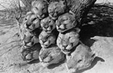 Photo of 11 cougar heads piled up by a tree