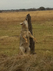 Coyote hung on road to Walker's house
