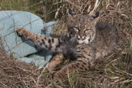 Photo of bobcat caught by torso in snare