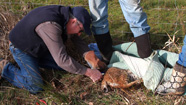Photo of man cutting snare from bobcat's torso