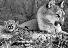 Photo of mother cougar with kitten by Bill Dow