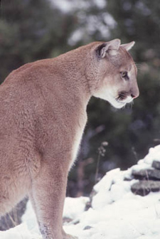 Photo of cougar in snow by George Wuerthner