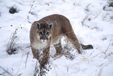 Photo of cougar in snow by George Wuerthner