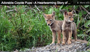 Video on five orphaned coyote pups