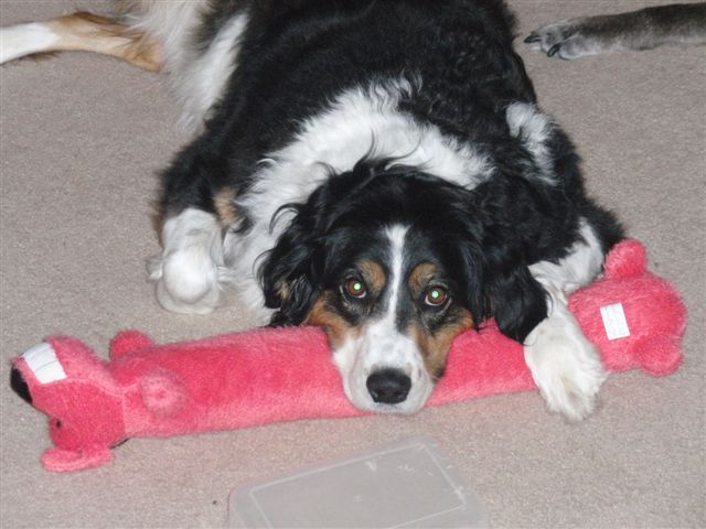 Maggie with a toy