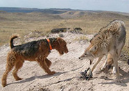 Photo of dog set on live coyote in trap