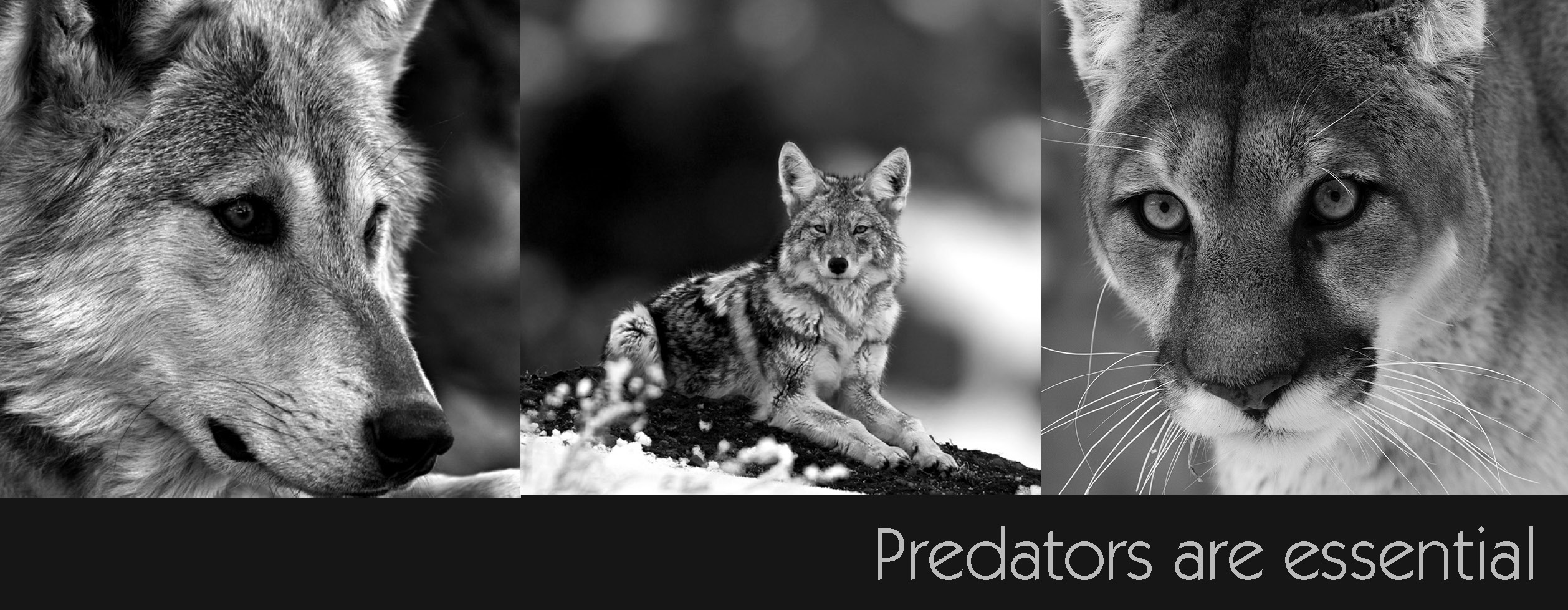 Predator Defense - a national nonprofit helping people & wildlife coexist  since 1990