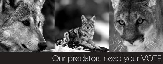 Photo of wolf, coyote, cougar - our predators need your vote