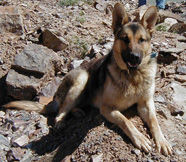 Sharyn Aguiar's dog Max, killed by M-44 poison in 2006