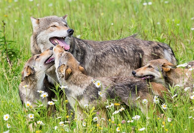 Photos of wolf family
