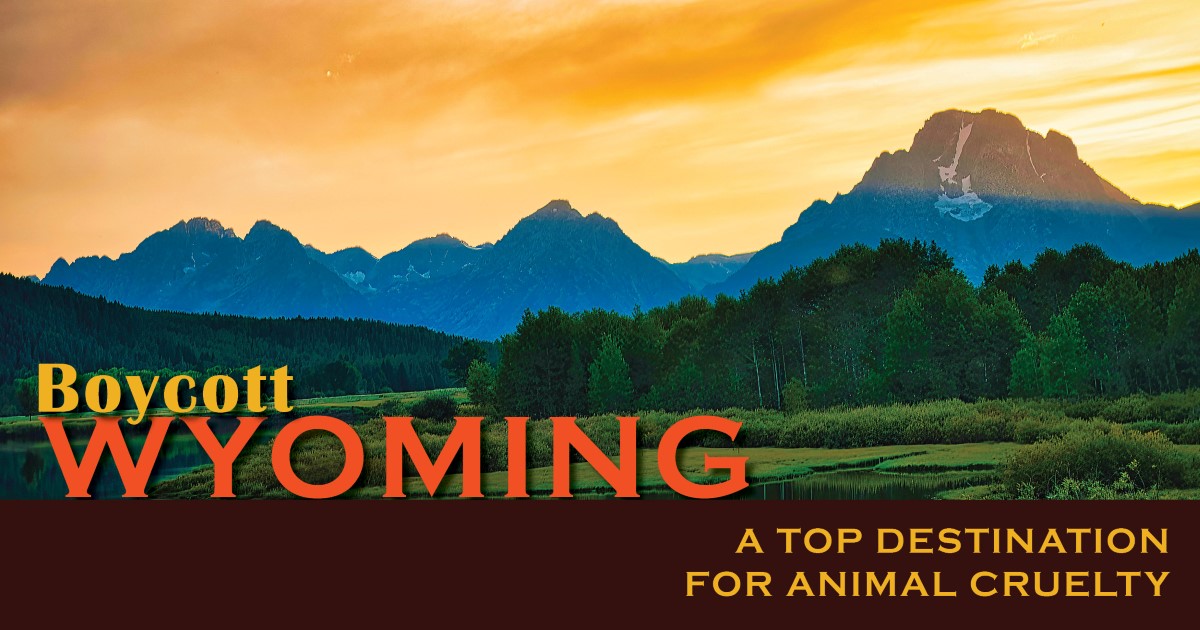 Image of Wyoming landscape calling it top destination for animal cruelty